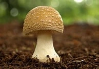 Button mushroom (Demo)